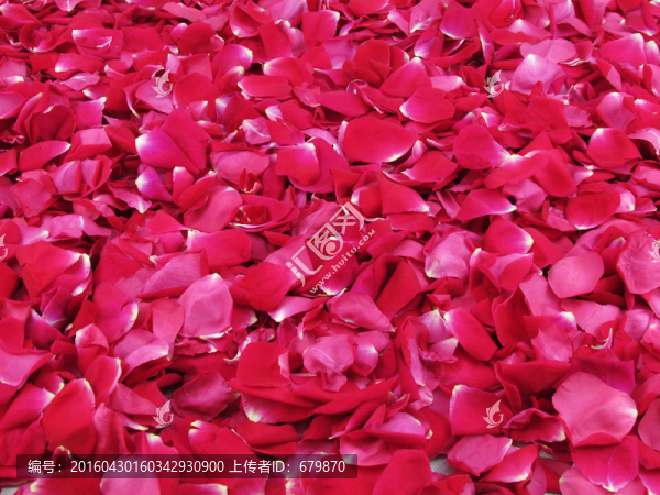玫瑰花花瓣