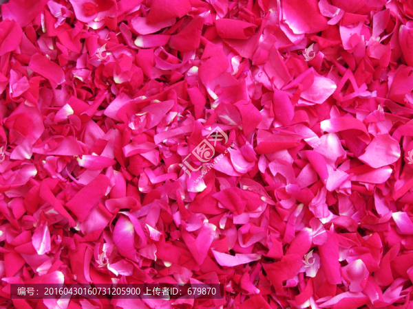 玫瑰花花瓣