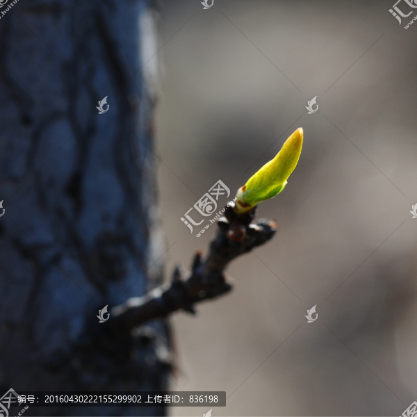 嫩芽