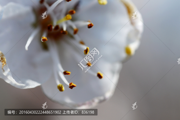 杏花