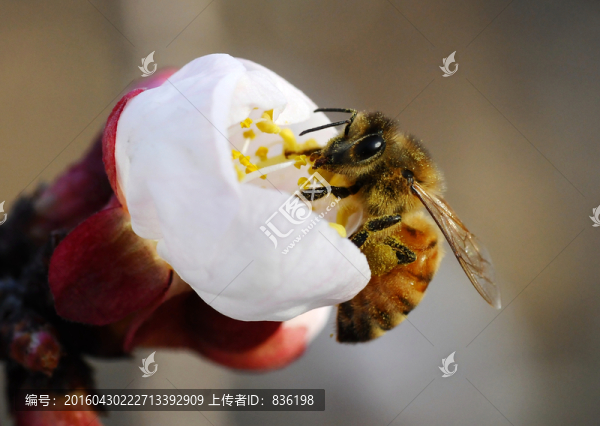 蜜蜂