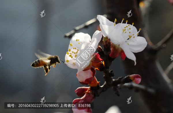 蜜蜂