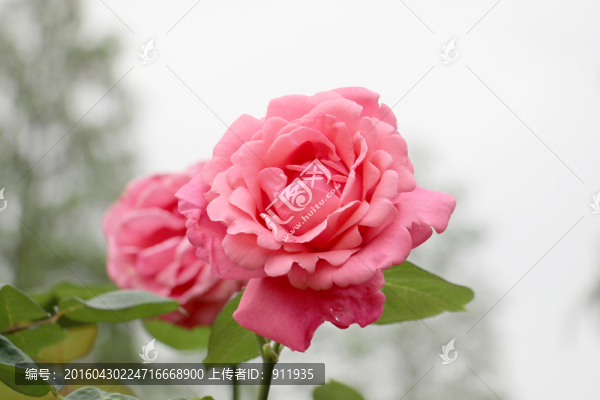 粉色月季花