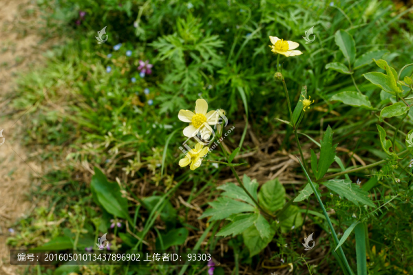 野花