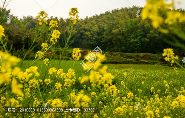 油菜花