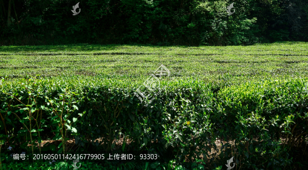 茶園