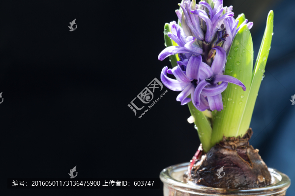 紫色風(fēng)信子