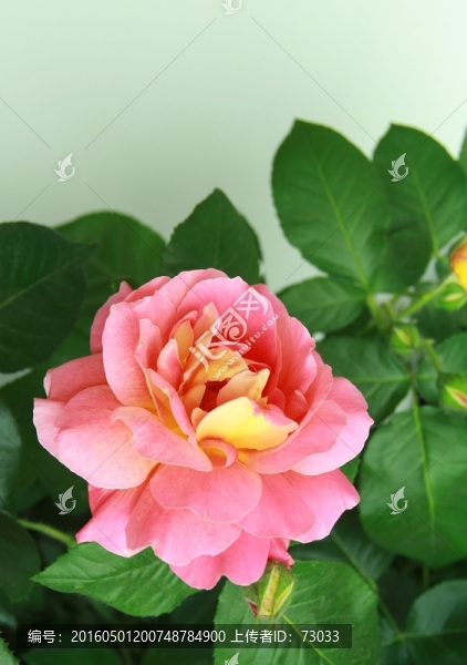 粉色玫瑰