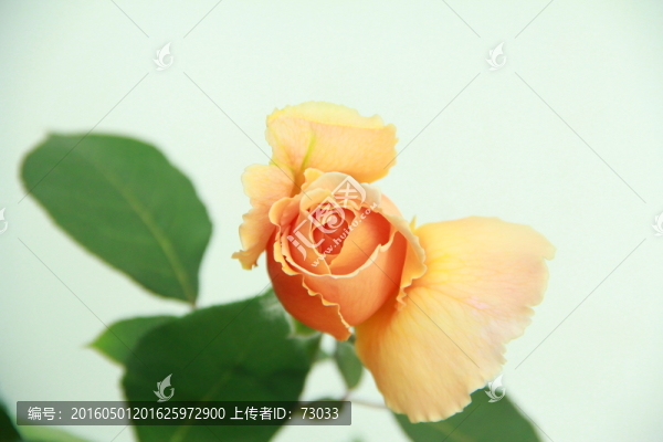 橙色玫瑰