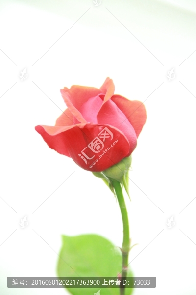 粉色玫瑰