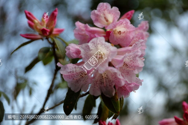 杜鵑花