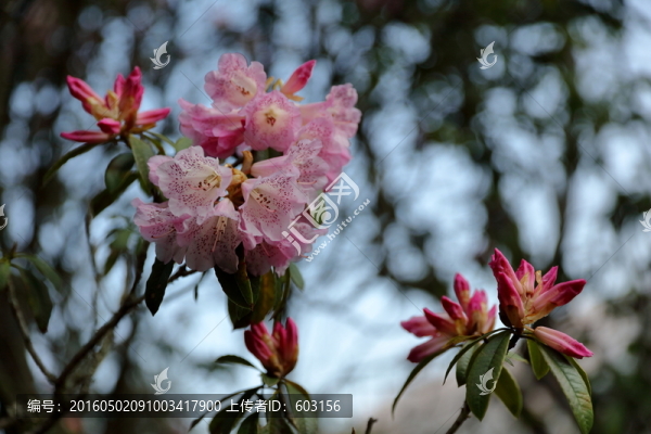 杜鵑花