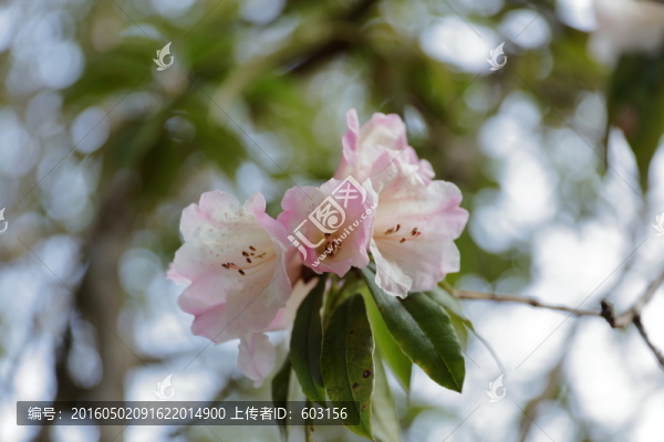 杜鵑花