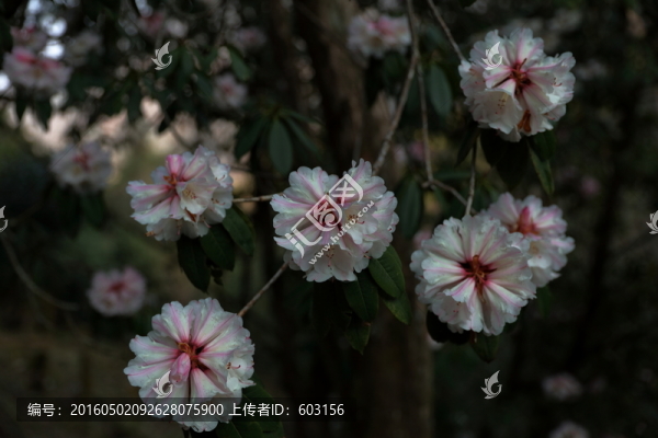杜鵑花