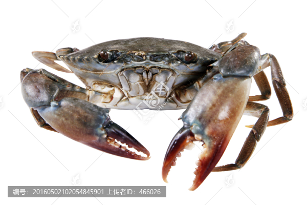 大閘蟹