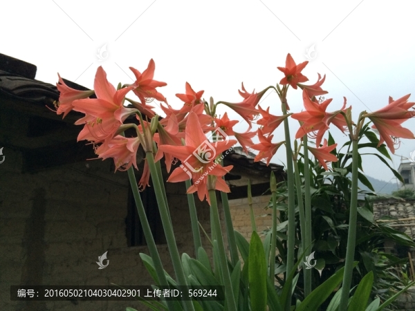 百合