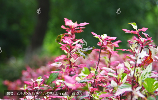 植物背景素材