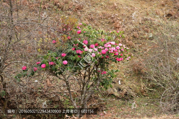 杜鵑花