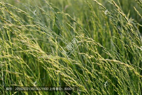 草