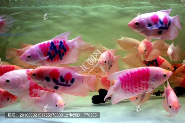 金魚,熱帶魚,水族箱