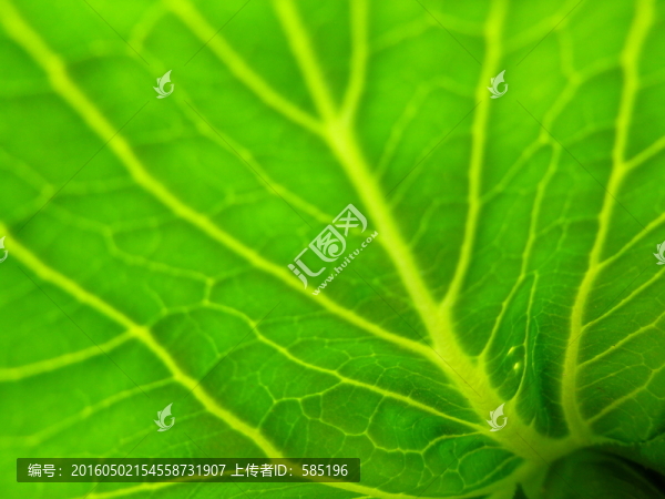 蔬菜