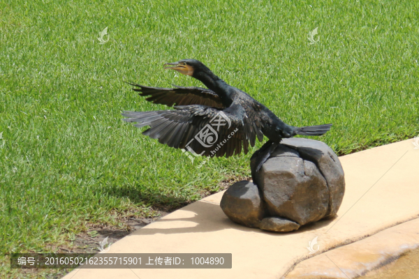 鷹,樂(lè)隊(duì)指揮