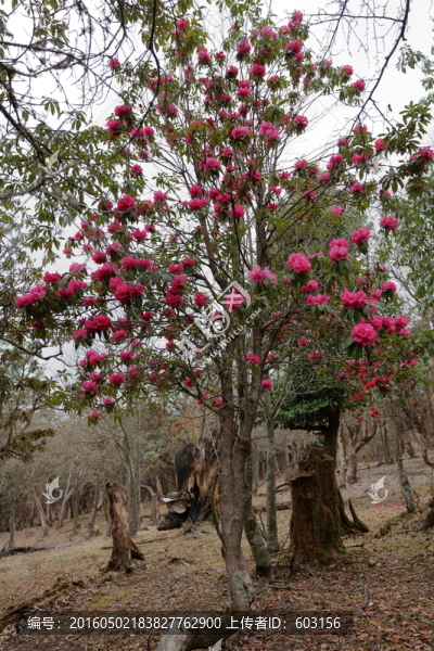 杜鵑花
