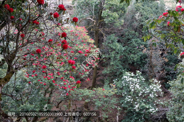 杜鵑花