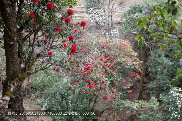 杜鵑花