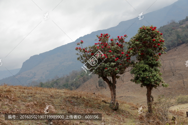 杜鵑花
