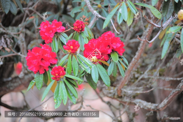 杜鵑花