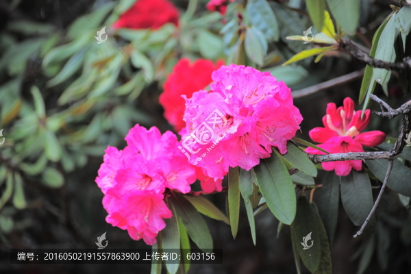 杜鵑花