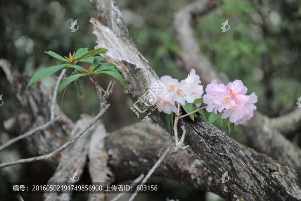 杜鵑花
