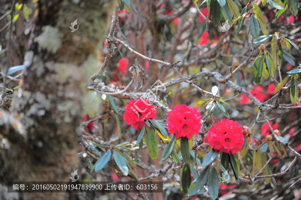 杜鵑花