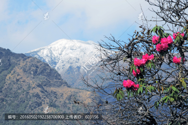 杜鵑花