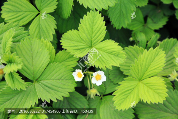 草莓地