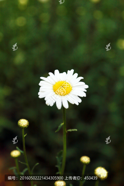 雛菊
