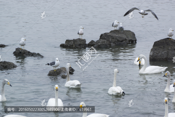 天鵝與海鷗