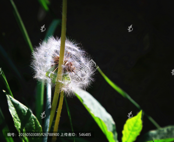蒲公英