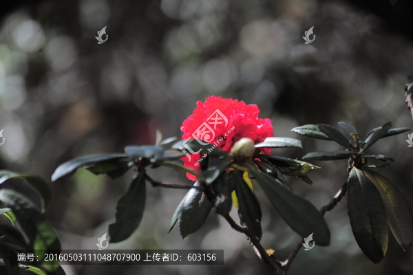 杜鵑花