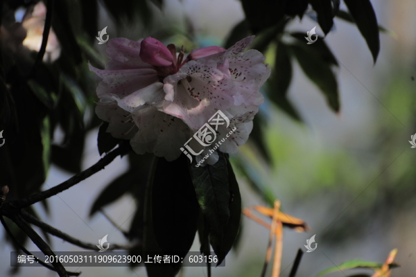 杜鵑花