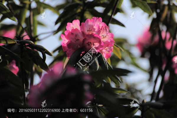 杜鵑花