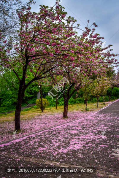 櫻花雨