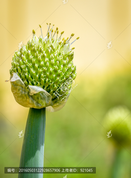 大蔥花