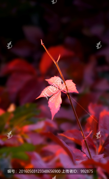 紅葉