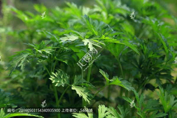 青蒿,艾草