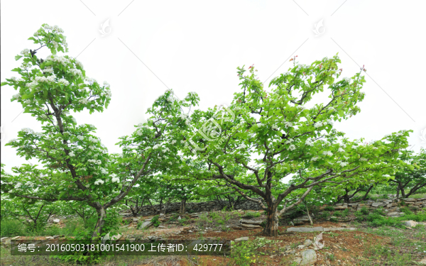 山楂樹