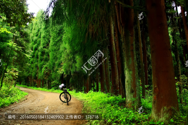 森林中的山地車