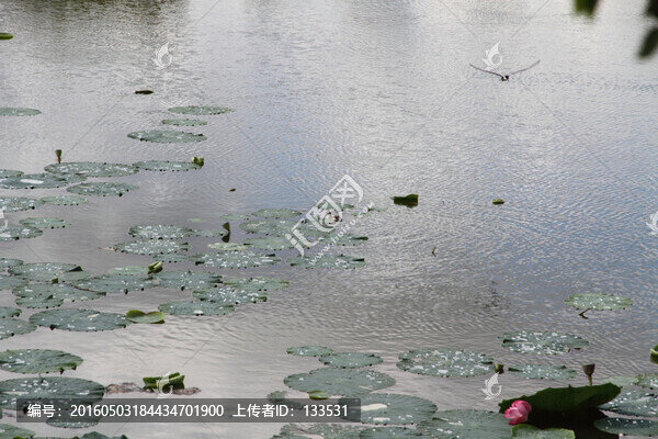 荷葉,湖水,平靜的湖水