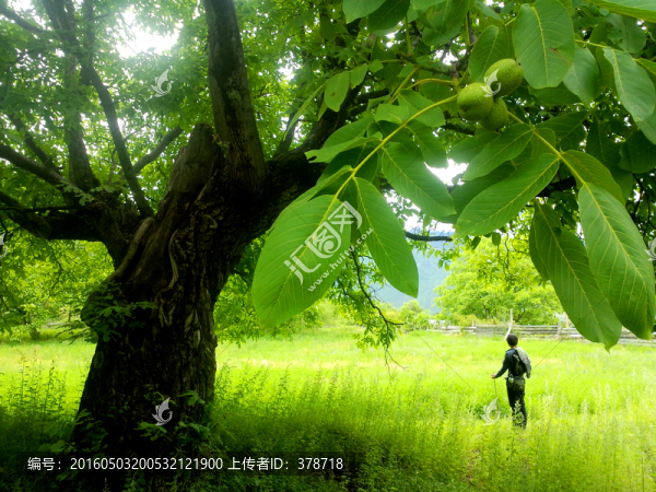 林芝古核桃樹(shù)